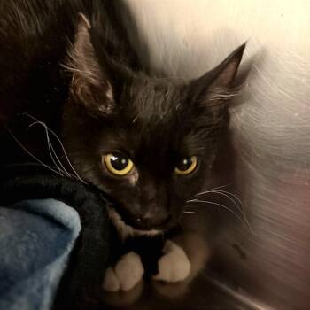 Juliet -  Domestic Short Hair Cat for Adoption in Las Vegas, Nevada - Juliet | PetCurious