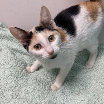 Thing 3 -  Domestic Short Hair Cat for Adoption in Janesville, Wisconsin - Thing 3 | PetCurious