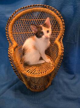 Bloomie *IN FOSTER* -  Domestic Short Hair Cat for Adoption in South Bend, Indiana - Bloomie *IN FOSTER* | PetCurious