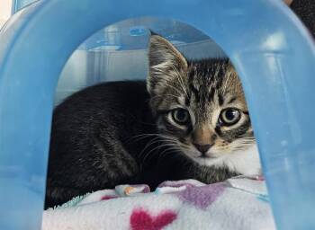 Domestic Short Hair Cats Available for Adoption in Santa Cruz, California - CAPTAIN* | PetCurious