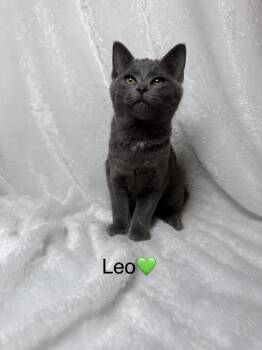 Rescue Domestic Short Hair Cats for Adoption in Copley, Ohio - Leo | PetCurious
