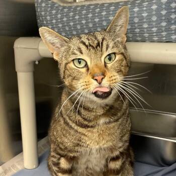 Zeus -  Domestic Short Hair Cat for Adoption in Roanoke, Virginia - Zeus | PetCurious