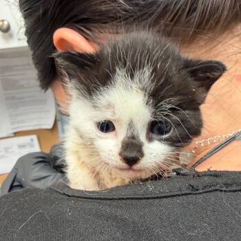 Oreo -  Domestic Short Hair Cat for Adoption - Oreo | PetCurious