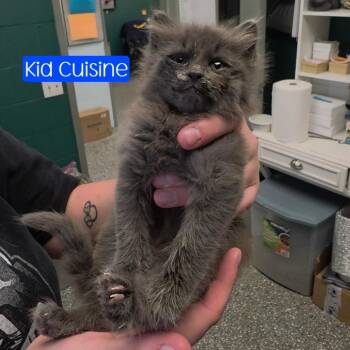 Kid Cuisine -  Domestic Long Hair Cat for Adoption in Parkersburg, West Virginia - Kid Cuisine | PetCurious