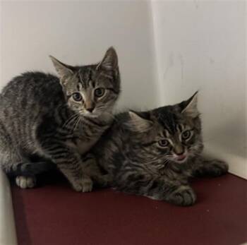 LOGAN -  Domestic Short Hair Cat for Adoption in Boston, Massachusetts - LOGAN | PetCurious