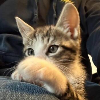 Human Bean -  Domestic Short Hair Cat for Adoption in Incline Village, Nevada - Human Bean | PetCurious
