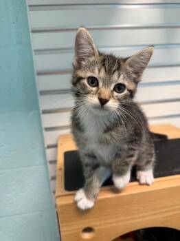 Blanked -  Domestic Short Hair Cat for Adoption in Cape Coral, Florida - Blanked | PetCurious