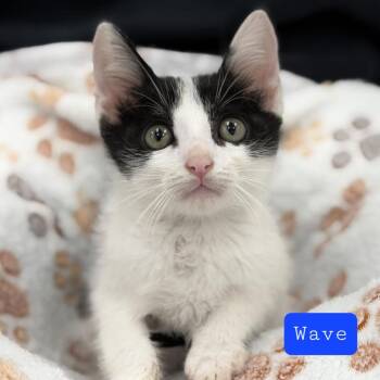 Wave -  Domestic Short Hair Cat for Adoption in Quail Heights, Florida - Wave | PetCurious