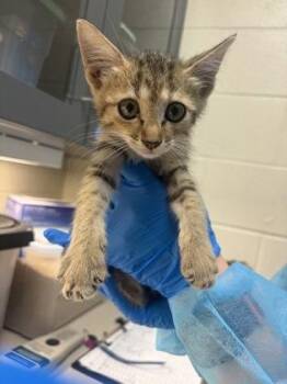 Sharpay -  Domestic Short Hair Cat for Adoption in Wichita, Kansas - Sharpay | PetCurious