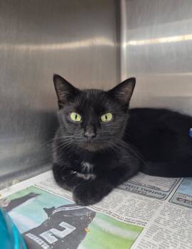 Rescue Domestic Short Hair Cats for Adoption in Hopkinsville, Kentucky - Buddah | PetCurious