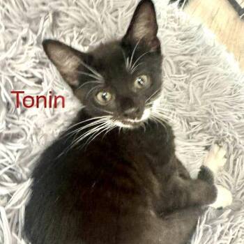Domestic Short Hair Cats Available for Adoption in Hilton Head Island, South Carolina - Robin | PetCurious