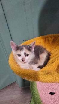 Domestic Short Hair Cats Available for Adoption - Eevee | PetCurious