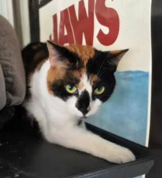 Rescue Domestic Short Hair Cats for Adoption in Lake Ronkonkoma, New York - Annie | PetCurious