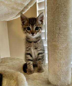 Domestic Short Hair Cats Available for Adoption in Lewis Center, Ohio - Colin (Bridgerton Litter) | PetCurious