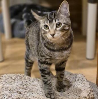 Rescue Tabby and Domestic Short Hair Cats for Adoption in Lombard, Illinois - Arnie | PetCurious