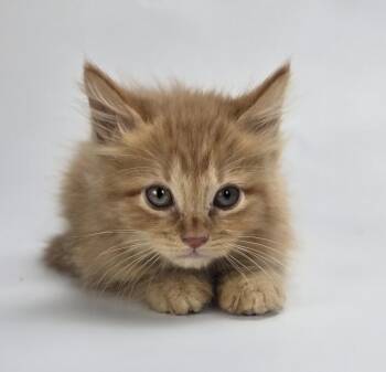 Firecracker -  Domestic Medium Hair Cat for Adoption in Sedalia, Colorado - Firecracker | PetCurious