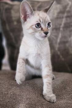Dream ( Tara) -  Siamese Cat for Adoption in Vallejo, California - Dream ( Tara) | PetCurious