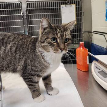 Domestic Short Hair Cats Available for Adoption - Caroline | PetCurious