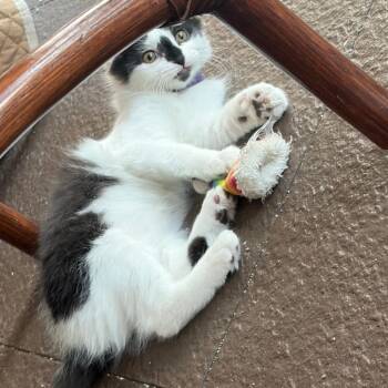 Dot Warner -  Domestic Medium Hair Cat for Adoption in Evansville, Indiana - Dot Warner | PetCurious