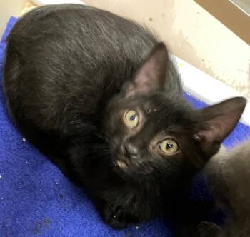 Tinsel -  Domestic Short Hair Cat for Adoption in Christiansburg, Virginia - Tinsel | PetCurious