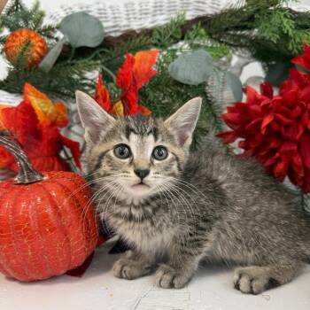 Donatella Driz 56637 -  Domestic Short Hair Cat for Adoption in Eaton Rapids, Michigan - Donatella Driz 56637 | PetCurious
