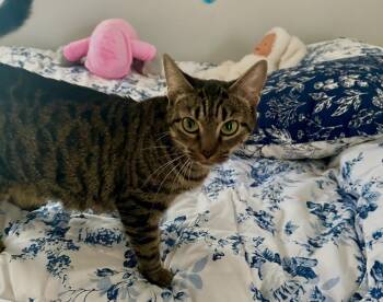 Leica -  Domestic Short Hair and Tabby Cat for Adoption in Wilmington, North Carolina - Leica | PetCurious