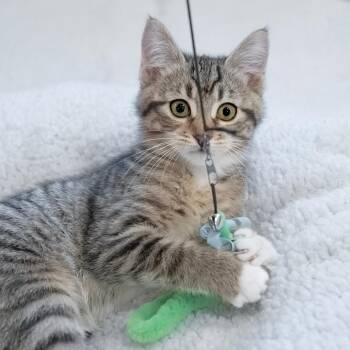 Gabby -  Domestic Short Hair Cat for Adoption in Calgary, Alberta - Gabby | PetCurious