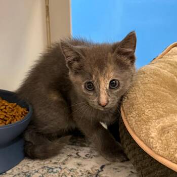 Amber -  Domestic Short Hair Cat for Adoption in Cheyenne, Wyoming - Amber | PetCurious