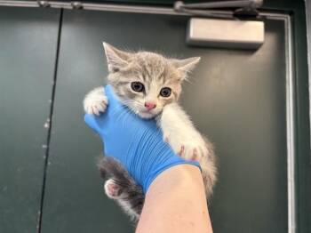 Domestic Short Hair Cats Available for Adoption in Thousand Palms, California - TANGO | PetCurious