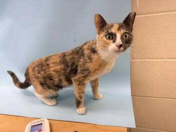 Mercy -  Domestic Short Hair Cat for Adoption in Woodbury, Minnesota - Mercy | PetCurious