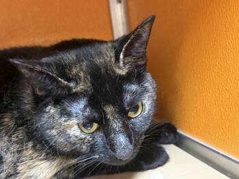 Berry -  Domestic Short Hair Cat for Adoption in Elyria, Ohio - Berry | PetCurious