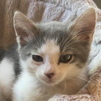 Crystal -  Domestic Short Hair Cat for Adoption in Santa Fe, New Mexico - Crystal | PetCurious