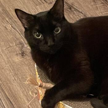 Mitten -  Domestic Short Hair Cat for Adoption in Traverse City, Michigan - Mitten | PetCurious
