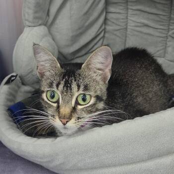 Winnie -  Domestic Short Hair Cat for Adoption in Lakeland, Florida - Winnie | PetCurious