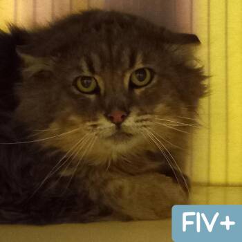 Skitzey -  Domestic Long Hair and Extra Toes Cat Hemingway Polydactyl Cat for Adoption in Denver, Colorado - Skitzey | PetCurious