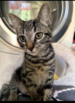 Voulez-vous -  Domestic Short Hair Cat for Adoption in Shawnee, Kansas - Voulez-vous | PetCurious