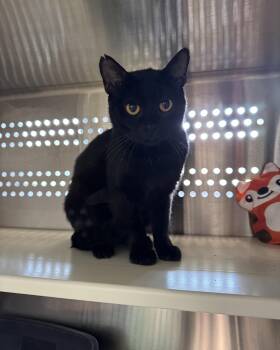 Bash -  Domestic Short Hair Cat for Adoption in Seneca, Pennsylvania - Bash | PetCurious