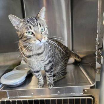 Stickers -  Domestic Short Hair Cat for Adoption in Davenport, Iowa - Stickers | PetCurious