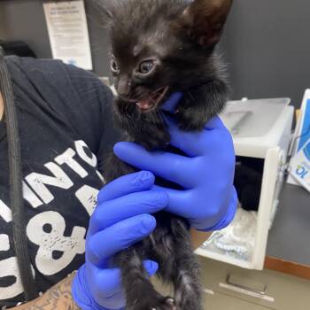Domestic Short Hair Cats Available for Adoption in Columbus, Georgia - 05/02/2026-Stray-HamiltonRoad-3 | PetCurious