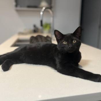 Rick -  Domestic Short Hair Cat for Adoption in Lions Bay, British Columbia - Rick | PetCurious
