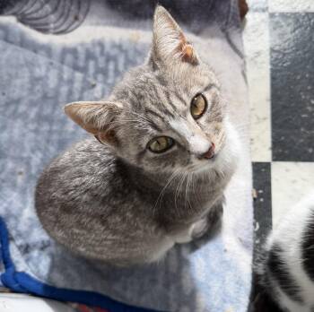 Domestic Short Hair Cats Available for Adoption - Bug | PetCurious