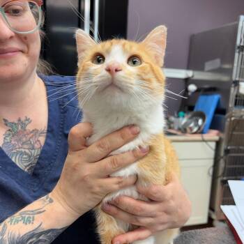 Hot Dog -  Domestic Short Hair Cat for Adoption in Madison, Wisconsin - Hot Dog | PetCurious
