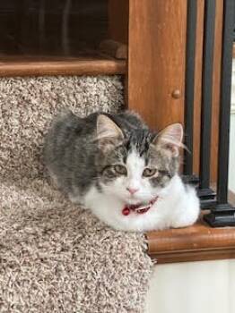 Rescue Domestic Long Hair Cats for Adoption in Angola, Indiana - Scott | PetCurious