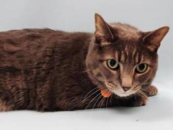 Milo -  Domestic Short Hair Cat for Adoption in Woodbury, Minnesota - Milo | PetCurious