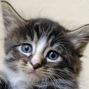Tyson -  Domestic Medium Hair Cat for Adoption in Palestine, Texas - Tyson | PetCurious