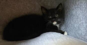 Willow -  Domestic Short Hair Cat for Adoption in Greensboro, North Carolina - Willow | PetCurious