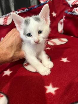 Three Dot -  Domestic Short Hair Cat for Adoption in Oradell, New Jersey - Three Dot | PetCurious