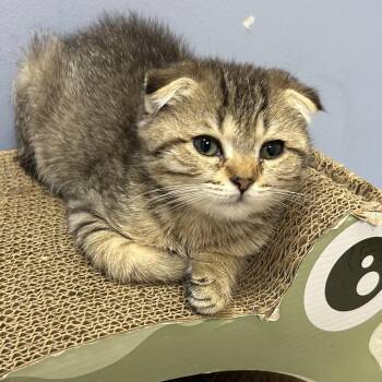 Peanut -  Scottish Fold Cat for Adoption in Oyster Bay, New York - Peanut | PetCurious