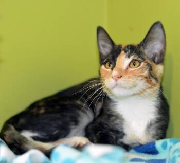Rescue Calico Cats for Adoption in San Clemente, California - KIKI | PetCurious