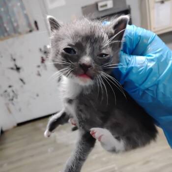 Star -  Domestic Short Hair Cat for Adoption in Summerville, South Carolina - Star | PetCurious
